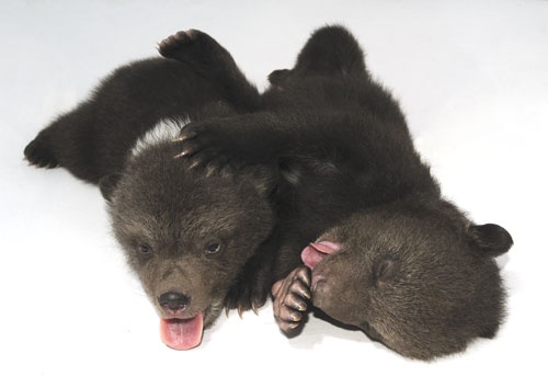 medved-hnedy-ursus-arctos_16994[1]