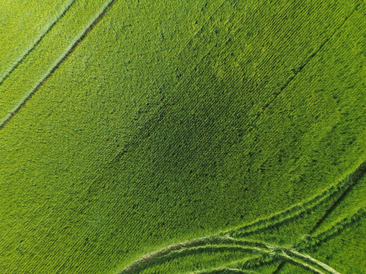 Dron