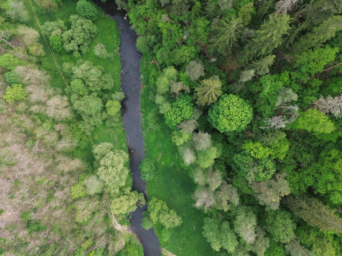 Dron